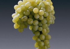 butasi soi de masa Matilde