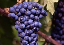 butasi soi vin MERLOT