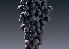 butasi soi masa Michele Palieri