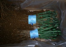 butasi Muscat Ottonel