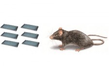 3 set-uri (6 buc.) CapcanÄƒ adezivÄƒ â€“ Terminator È™obolani - 13 Ñ… 26 cm.