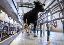 ingrijit vite germania