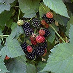 Vanzari Zmeura, Aronia, Gojii, Catina