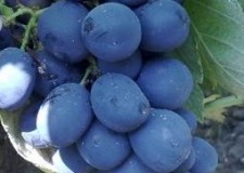 butasi soi rosu masa Muscat de ADDA