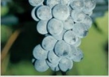 butasi soiul Muscat de hamburg