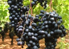 butasi soi fara sambure Muscat de Hamburg SUMMER