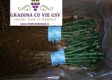 Butasi de vie Muscat Ottonel