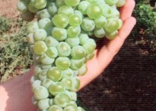 butasi soiul Mustoasa de Maderat