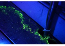 Pulbere luminiscent pentru urmÄƒrirea È™oarecilor È™i a È™obolanilor - 30 g.