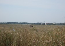 Teren 1,500 mp, Buftea, Ilfov