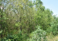 Teren 100,000 mp, Livada, Satu Mare