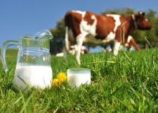 ferme de vaci in germania