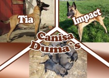 Pui de malinois, ciobanesc belgian de vinzare!