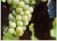 butasi soi vin Pinot Bianco