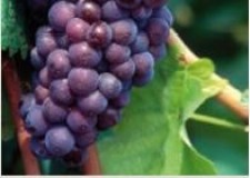 butasi soi vin Pinot Gris