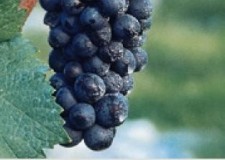 butasi soiul Pinot Noir