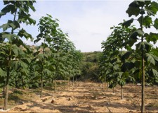 Butasi lemnificati Paulownia