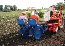 germania plantat varza