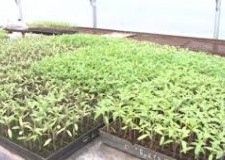 Plantat legume Danemarca/ 2000 euro