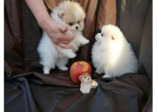 Vand pui POMERANIAN boo toy