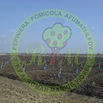 Comercializam pomi fructiferi, arbusti fructiferi, trandafiri si vita-de-vie