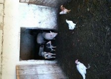 Vand 2 porci vietnamez masculi