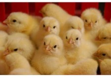 Vand pui de gaina o zi + pui de curca din rase grele