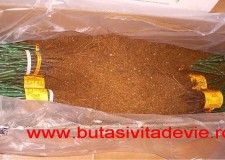 butasi vita de vie vicoria