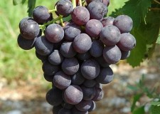 butasi vita de vie prima