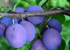 tuica naturala de pruna