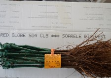 butasi soiul Red Globe