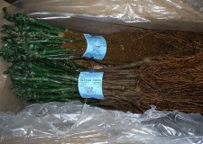 Butasi soi fara sambure Matilde R Seedless