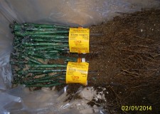 butasi soi masa Regina Viilor