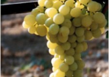 butasi vita de vie regina viilor