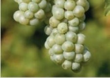 butasi soi vin Riesling Italian