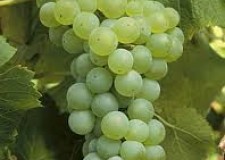 butasi soi Riesling de Rin