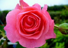 Angajam personal pentru cusut goblenuri