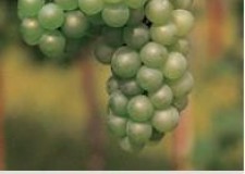 butasi soi vin alb Sauvignon