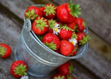 depozit de capsuni germania