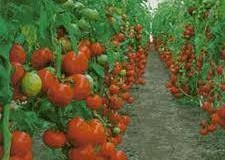 Munca in agricultura la Sere  Danemarca/ 2100 euro