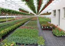 Lucratori in sere cu flori Olanda/ 2100 euro