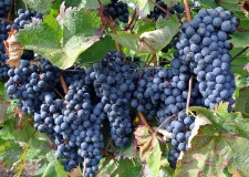 STRUGURI DE VIN MERLOT