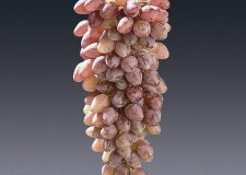 butasi soi roz fara sambure