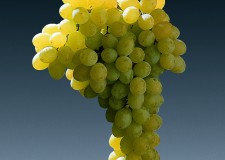 butasi soi fara sambure Sultanina(Thompson )