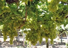 butasi soi fara sambure Sultanina SS