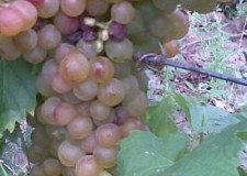 butasi soiul Tamaioasa Romaneasca