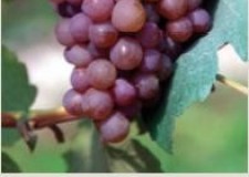 butasi soiul Traminer Roz