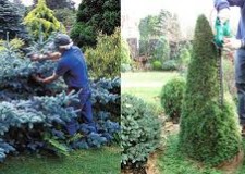 Productie brazi, 2100 Euro, Danemarca