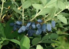 Lonicera sau Afinul Siberian