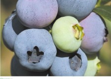 Plante de AFIN de cultura